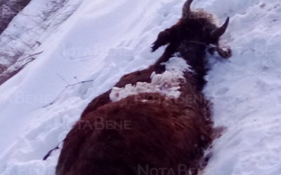 Туши коров выбросили на дачах в Подсинем 