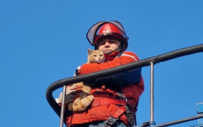 Кота спасали энергетики в Черногорске