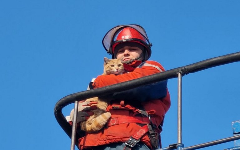 Кота спасали энергетики в Черногорске