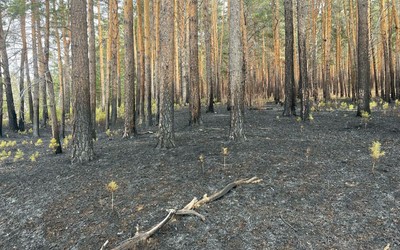 Лес в Шушенском районе загорелся из-за местного фермера 