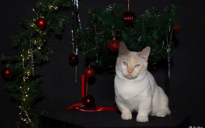 Кота с сахарным характером продают за 200 тыс. руб. в Красноярске 