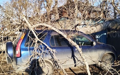 Тополь рухнул на машину в Абакане