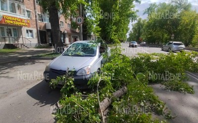 Ветка упала на иномарку в Абакане