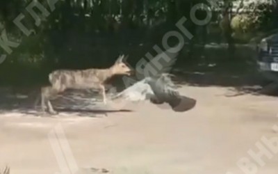Оленя заметили в саяногорском дворе