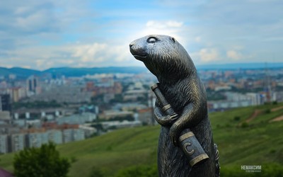 Суслик-наблюдатель появился в Красноярске