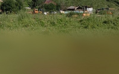 Медведь загрыз жеребенка в Ширинском районе