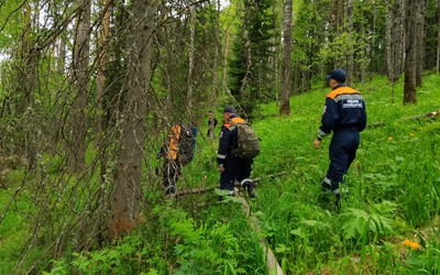 Мужчина заблудился в лесу в Ермаковском районе. Его сильно покусали оводы 