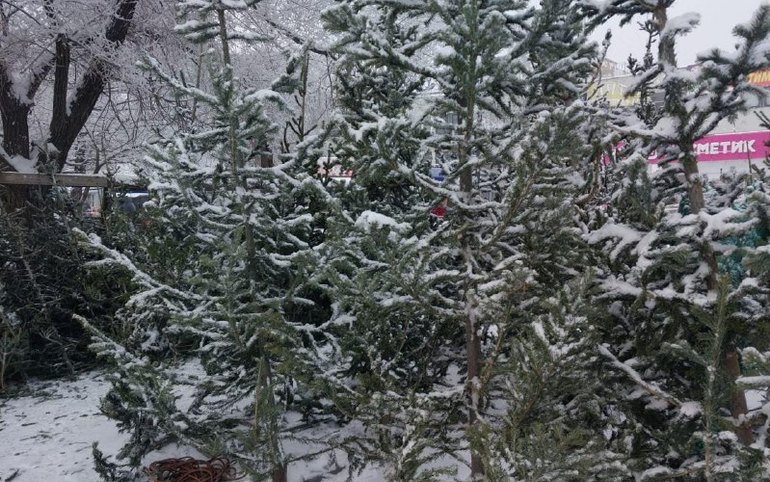 Прием заявок на елочные базары в Абакане начнется с 10 сентября