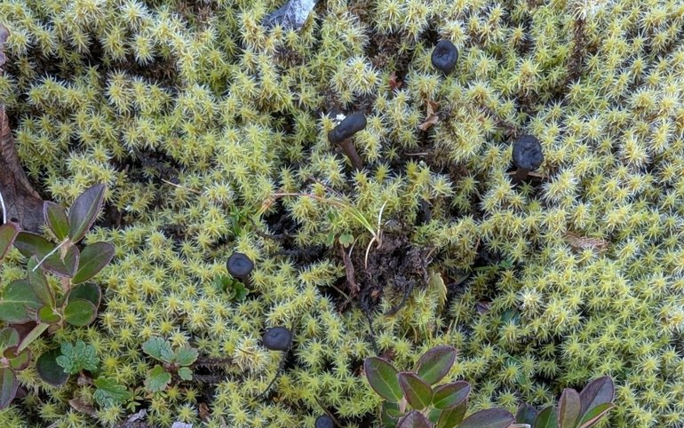 Редкие виды грибов обнаружили в Хакасии. Их в регионе выявили впервые