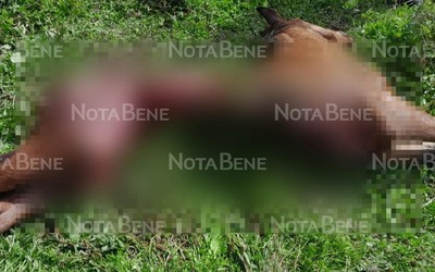Жеребенка вновь загрызли в районе Беренжака
