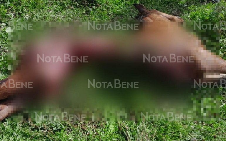 Жеребенка вновь загрызли в районе Беренжака