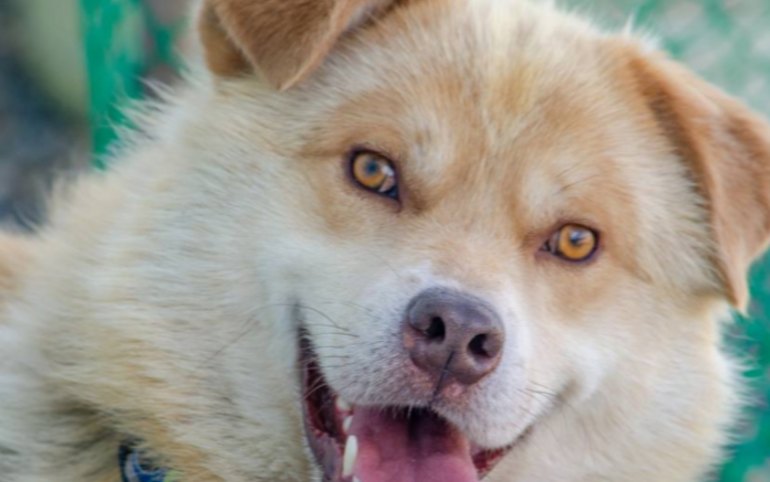 Знакомьтесь, это Шафран. Красавчик ищет любящую семью