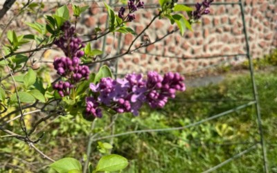 Сирень цветет в Абазе
