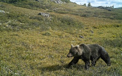 В Ергаках отдыхающих просят не ходить по природному парку из-за медведей 
