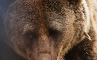 Из-за медведей в Абазе ввели режим повышенной готовности