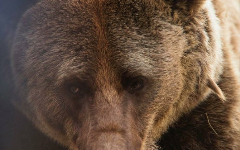 Из-за медведей в Абазе ввели режим повышенной готовности