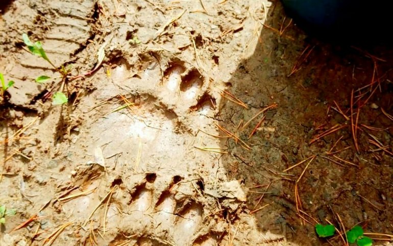 Медведи в Черемушках разгуливают уже не только по заброшенным дачам