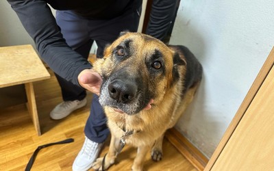 Житель Хакасии натравил на полицейских свою овчарку
