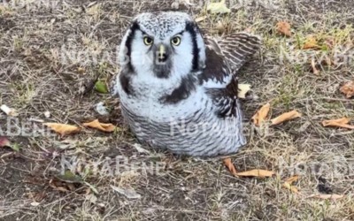 Сову нашли во дворе по Богдана Хмельницкого в Абакане