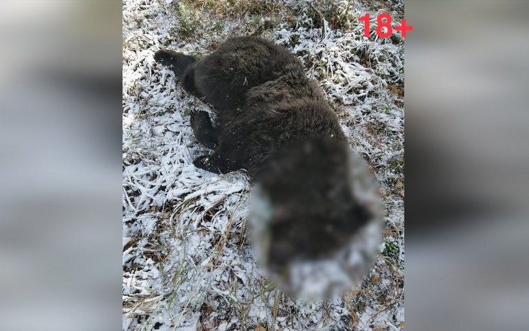На Ай-Дае отстрелили медведя