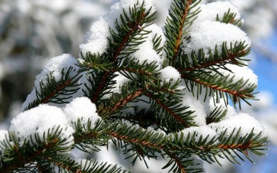 Заготовка новогодних елей начнётся 1 декабря