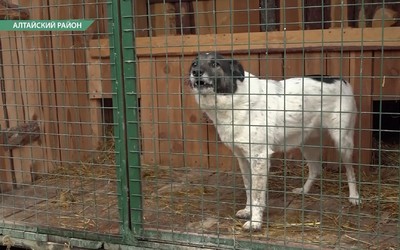 В Красноярском крае планируют усыплять агрессивных собак