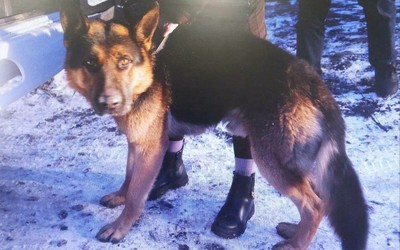 Овчарка напала на 7-летнюю девочку в Черногорске. Состояние ребенка было крайне тяжелым