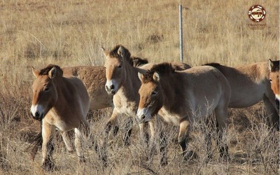 «Пржеваликов» в Хакасии разделили на два гарема
