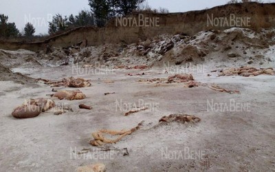 Подозреваемую в краже и забое скота в Бейском районе, арестовали на 2 месяца