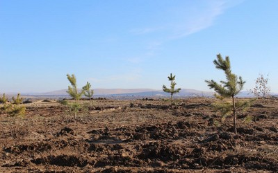 Карьер растительных отходов в районе Подсинего больше не откроют. Он закрыт насовсем