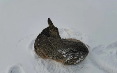 Обессилевшую косулю спасли на льду Красноярского водохранилища