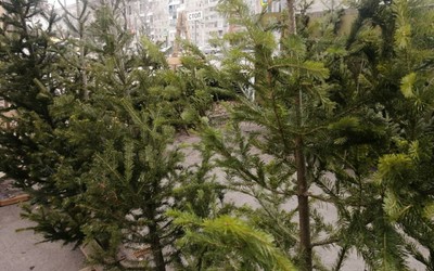 Первые елочные базары открываются в Абакане
