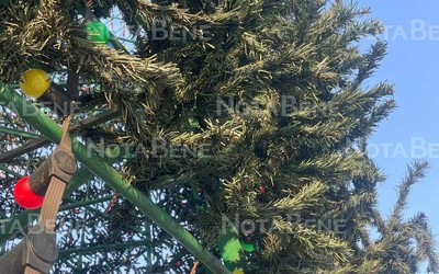 Главная городская елка в Черногорском парке обрастает ветками