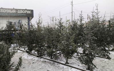 Елочные базары в Хакасии проверяет Минлес