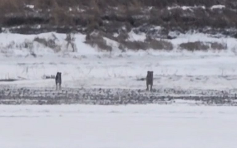 Спаслась вторая собака из ледяной ловушки в Усть-Абакане