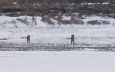 Собаки застряли в ледяной ловушке в Усть-Абакане. Вокруг вода