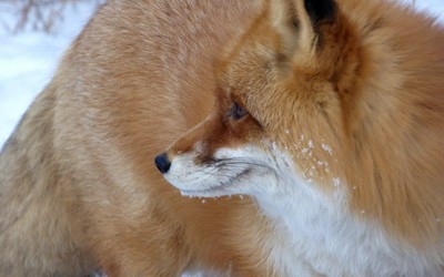 Имена января: прогуляться в Абаканском зоопарке можно бесплатно