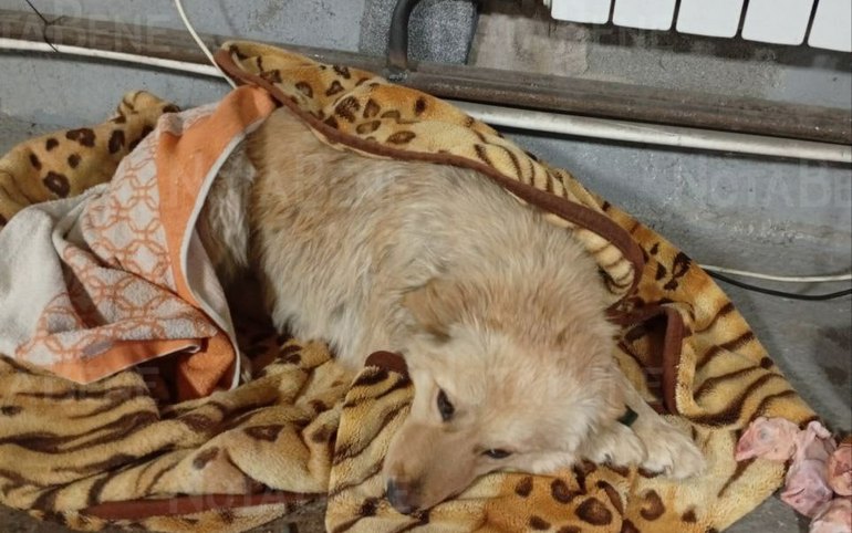 Одна собака из ледяного плена в Усть-Абакане в безопасности