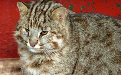 Новому дальневосточному коту в Абаканском зоопарке выбирают имя