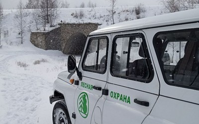 Новогодних елей почти на полмиллиона рублей вырубили браконьеры в Хакасии