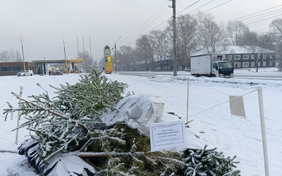 Больше 60 кубов новогодних деревьев принесли абаканцы в пункты приема 
