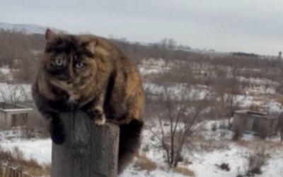 Энергетики спасли кошку с электроопоры на дачах Усть-Абакана 