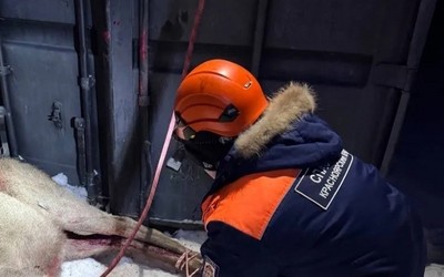 Марала после нападения собак выхаживают в Красноярске