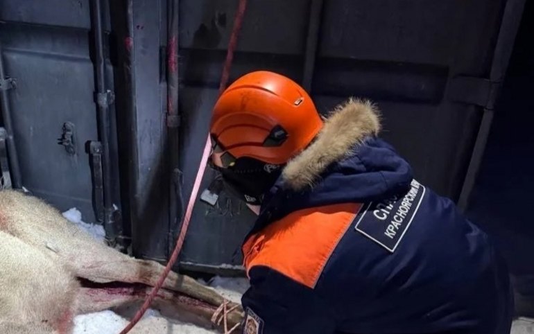 Марала после нападения собак выхаживают в Красноярске