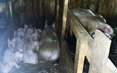 Убийце, оставившему старшеклассницу на растерзание свиньям, дали 23 года колонии 