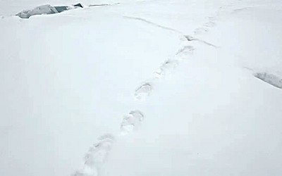 Медведи проснулись в Хакасии