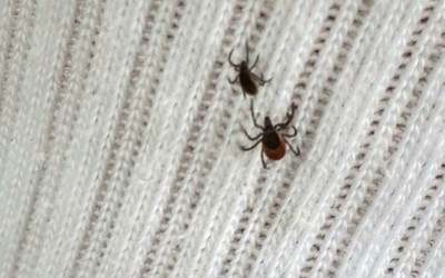 О проснувшихся клещах сообщают саяногорцы