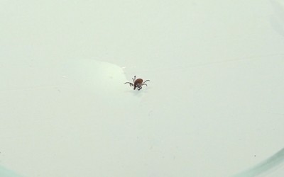 Клещи просыпаются в Красноярском крае