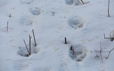 8 тысяч км: зимний маршрутный учет диких животных завершился в Хакасии