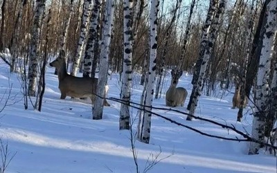 В Таштыпской тайге образовался плотный наст. Из-за этого копытных подкармливают